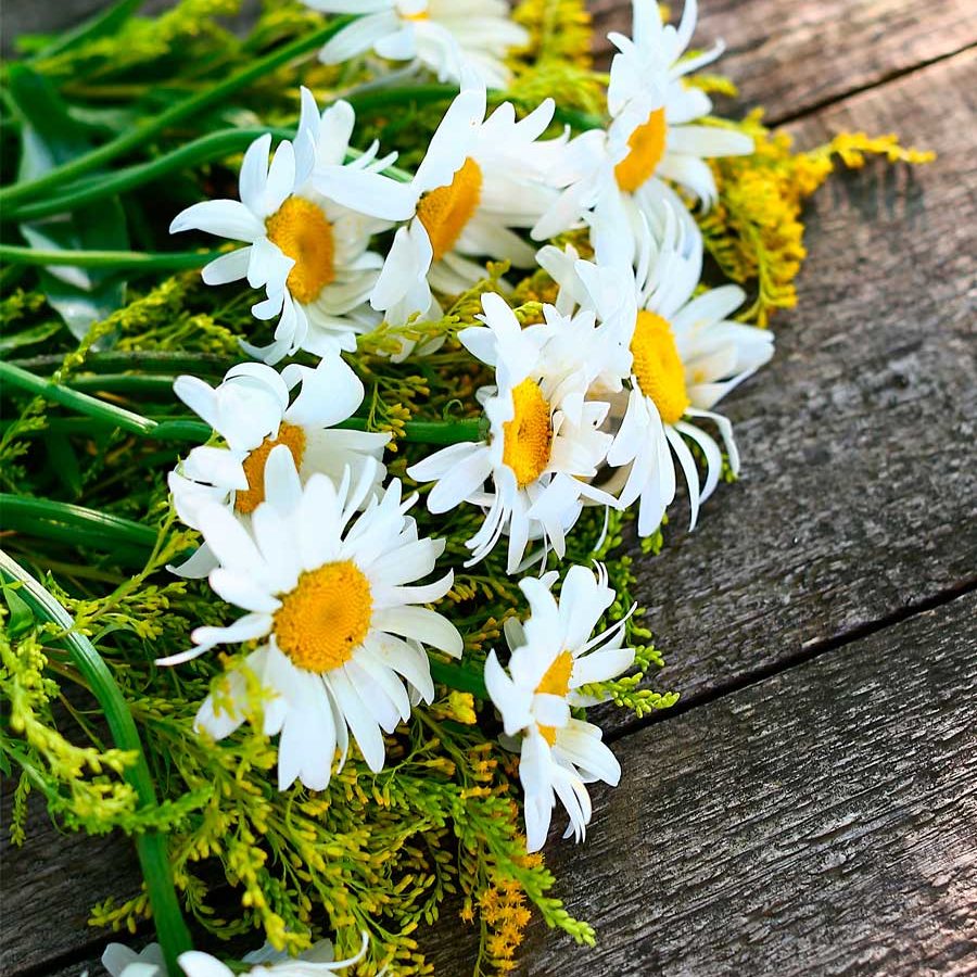 camomilla_bottega-officinale-giulia