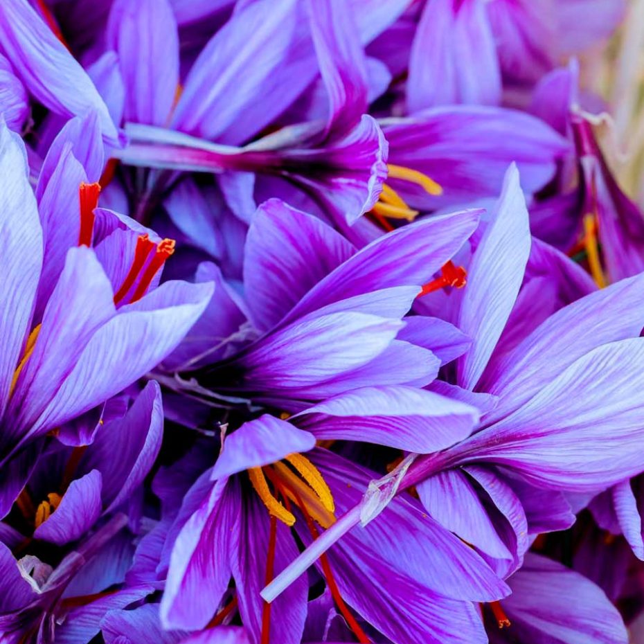 fiori-zafferano_bottega-officinale-giulia