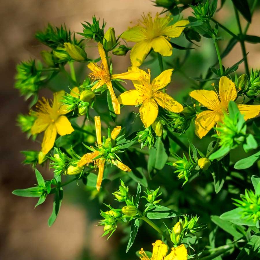 iperico_bottega-officinale-giulia