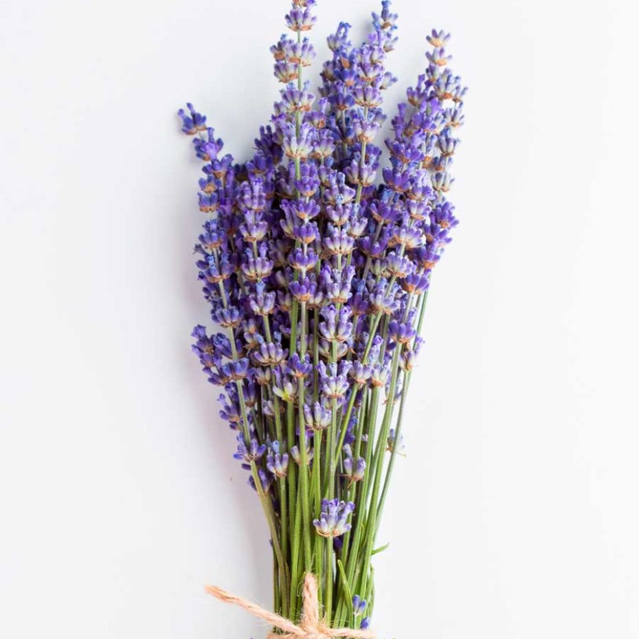 lavanda_bottega-officinale-giulia